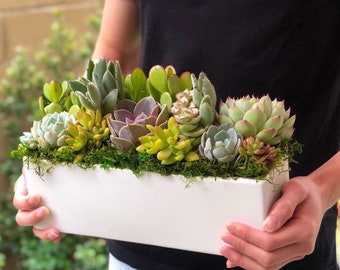 Live Succulent Arrangement: 12” White Ceramic Planter Gift
