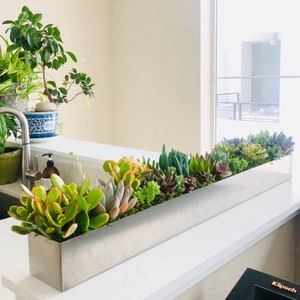 Extra-long live succulent arrangement in silver metal planter, modern tabletop centerpiece, housewarming gift, spring home decor