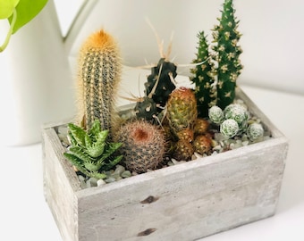 LIVE Cactus Arrangement Garden in White washed Rectangle wood planter, Live cactus arrangement, Cactus gift