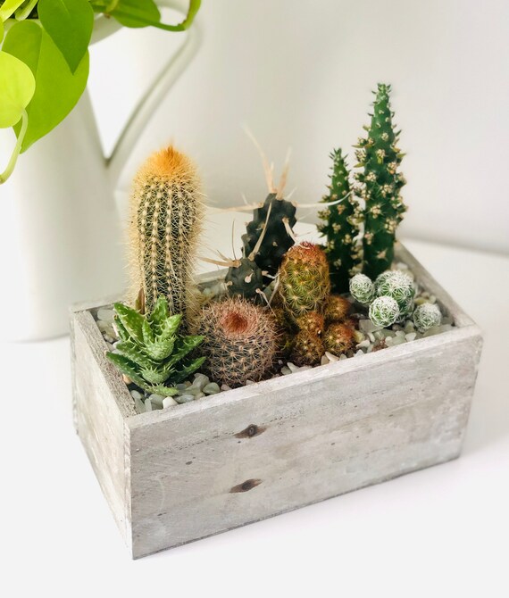 san pedro cactus legality Trichocereus Pachanoi Cuttings