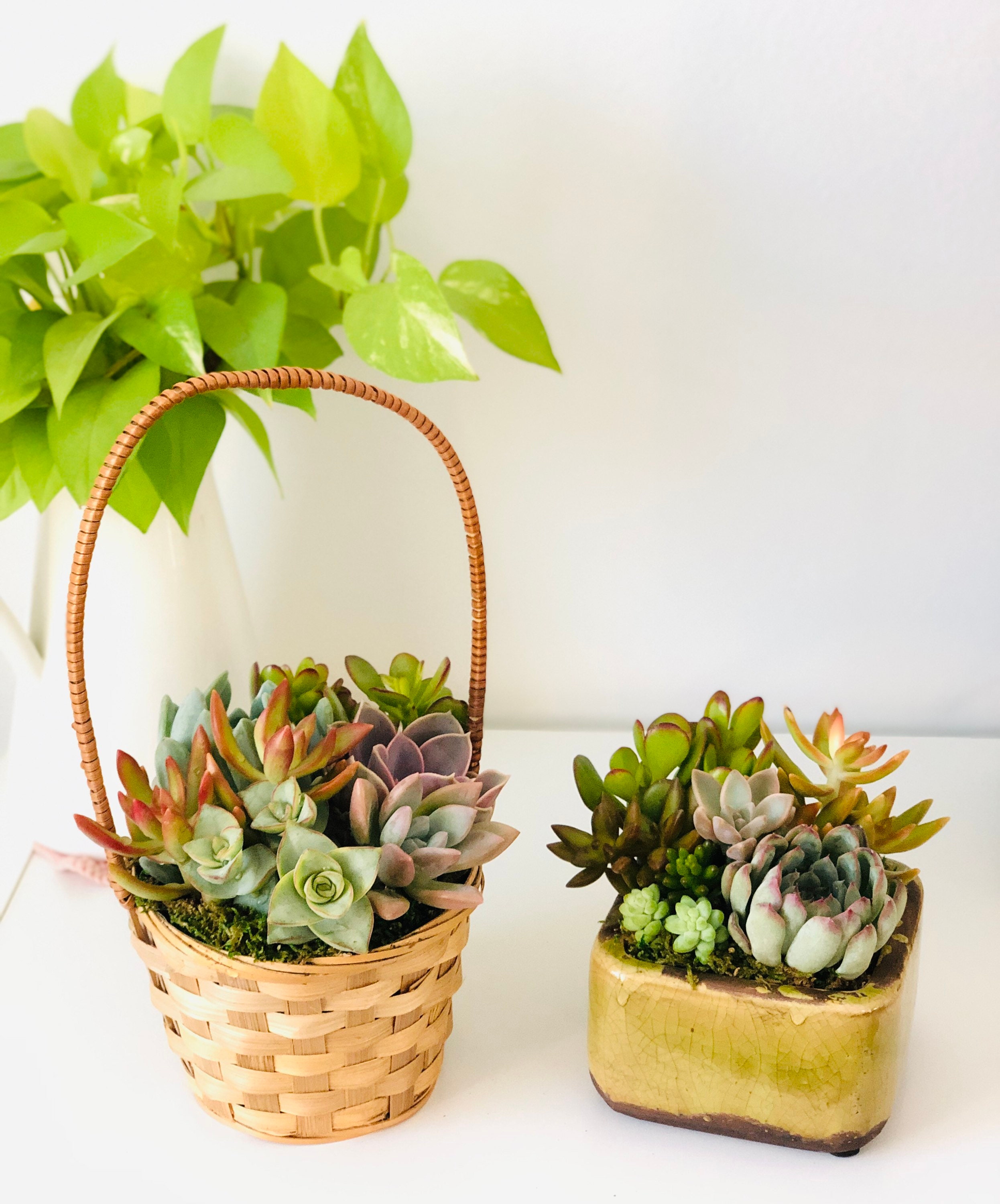 Colorful Succulent basket succulent arrangement in a bamboo Etsy