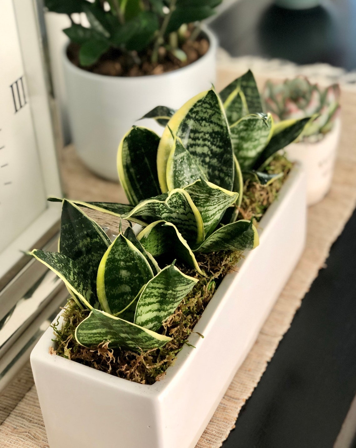 12 Live Snake plants Arrangement Centerpiece in rectangle Etsy