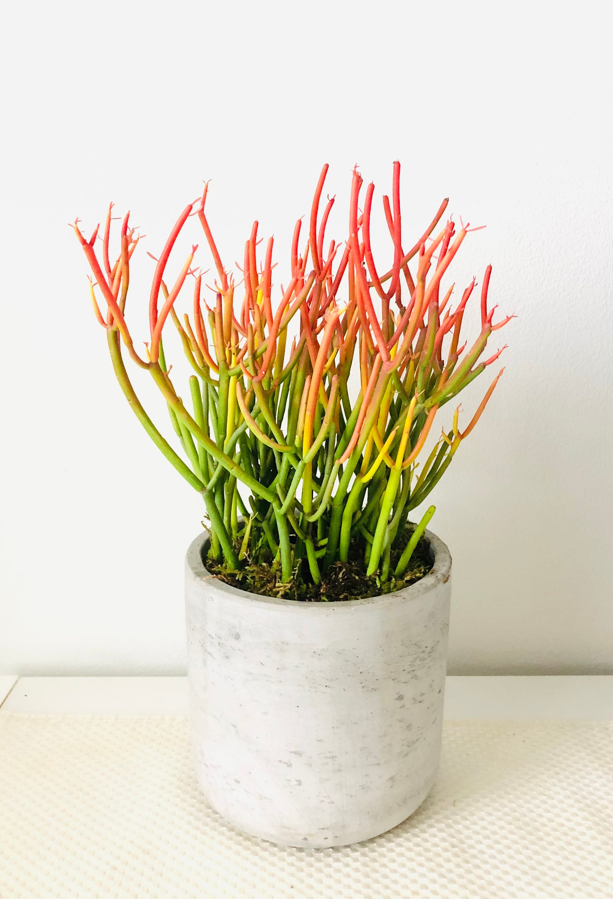 17” tall Live Fire sticks succulent in Cement Planter,Live