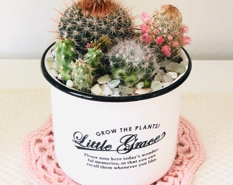 Simple Cactus Garden: Live cactus arrangement in French White Planter, live cactus gift, live mix cactus , birthday gift