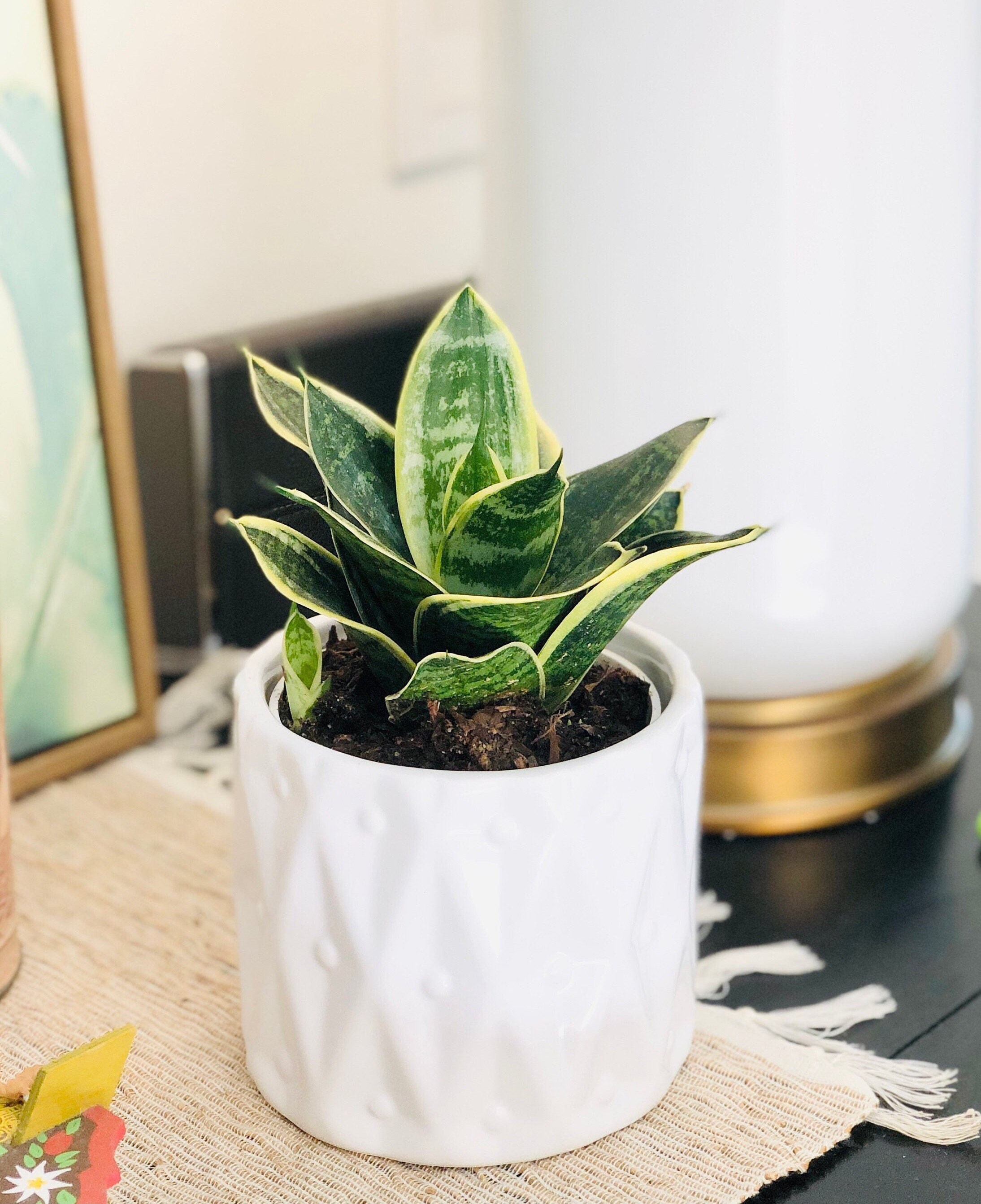 Live Snake Plant in White Ceramic Pot: Easy Care Air Purifier - Etsy