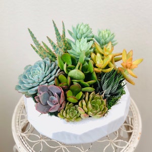 Live Succulent Arrangement in elegant faceted white ceramic planter, housewarming plant gift, gift for her