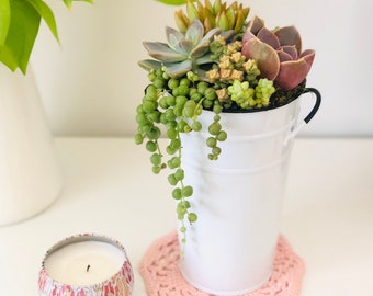 Country cottage white bucket: live succulent arrangement in 7” tall White French tin Planter, Apartment Decor, live succulent gift