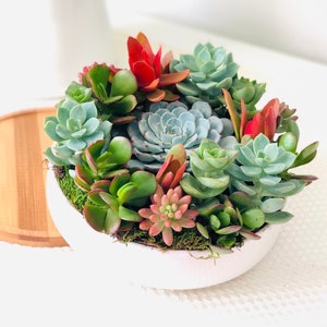 Live Succulent Arrangement: 6.25” White Ceramic Planter, Echeveria Minima