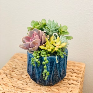 Colorful live succulent arrangement in blue ceramic planter, Live succulent gift, Housewarming, Birthday gift, think of you, spring decor