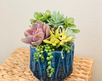 Colorful live succulent arrangement in blue ceramic planter, Live succulent gift, Housewarming, Birthday gift, think of you, promotion gift