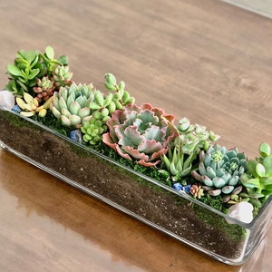 May include: A rectangular glass terrarium filled with various succulents. The succulents display shades of green, pink, and red, set in soil and moss. Small decorative stones are scattered throughout the arrangement. The terrarium sits on a wooden surface.