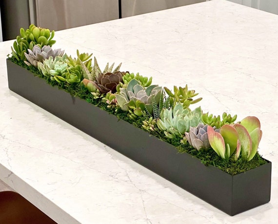 Colorful Live Succulent Arrangement in 32" Long Metal Planter (black,  Silver, White), Tabletop Centerpiece - Etsy