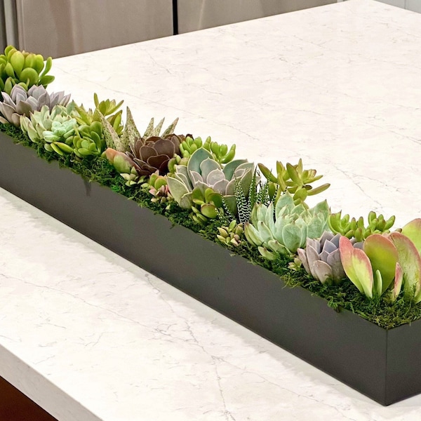 Rectangle long metal planter filled with colorful LIVE succulent arrangement (white,black,silver),16" or 32", party tabletop centerpiece