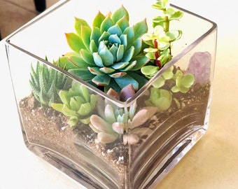 LIVE Succulent arrangement Garden in Glass Cube planter, succulents in glass pot, apartment decor succulent gift, tabletop garden, terrarium