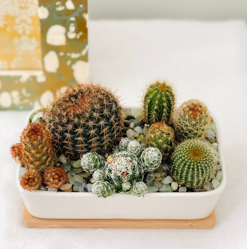 LIVE Cactus Arrangement Garden in White Modern Rectangle planter with Bamboo Saucer, Cactus gift, gift for dad image 4