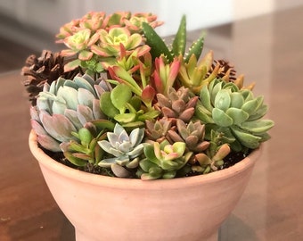 Natural succulent garden: 8” diam  live succulent arrangement in Terra-cotta Bowl Planter, Housewarming succulent, rustic planter gift