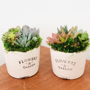 Live Succulent Arrangement: Flowers & Garden Pot, Desktop Decor