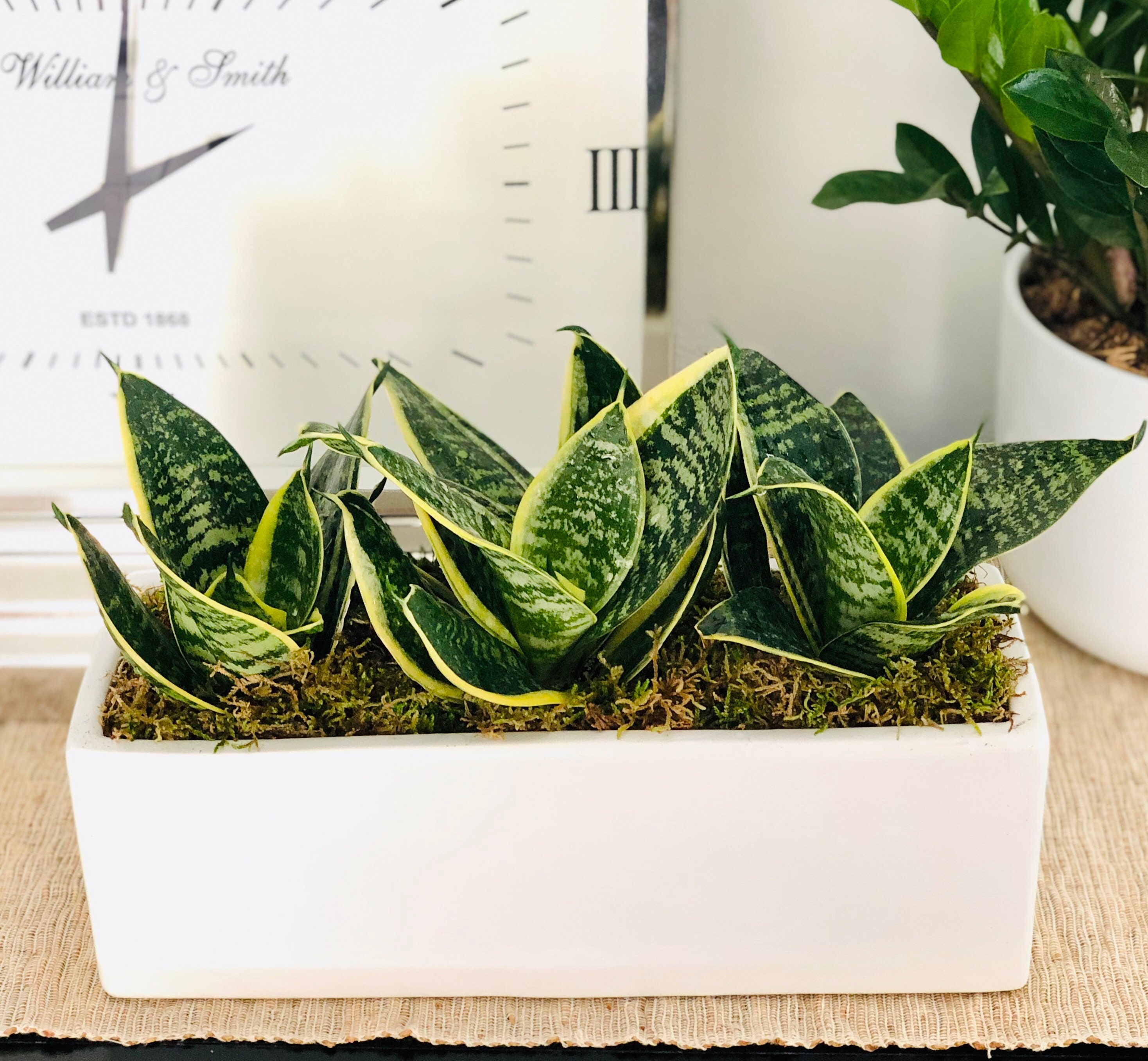 12 Live Snake plants Succulent Arrangement Centerpiece gift Etsy