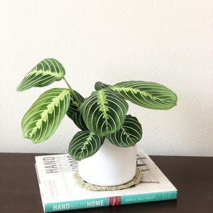 May include: A green and white striped houseplant in a white ceramic pot on a book titled "Handmade Home" by Mark & Sally Bailey.
