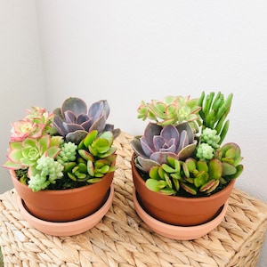 Live Succulent Arrangement: Rustic Terra Cotta Planter Gift