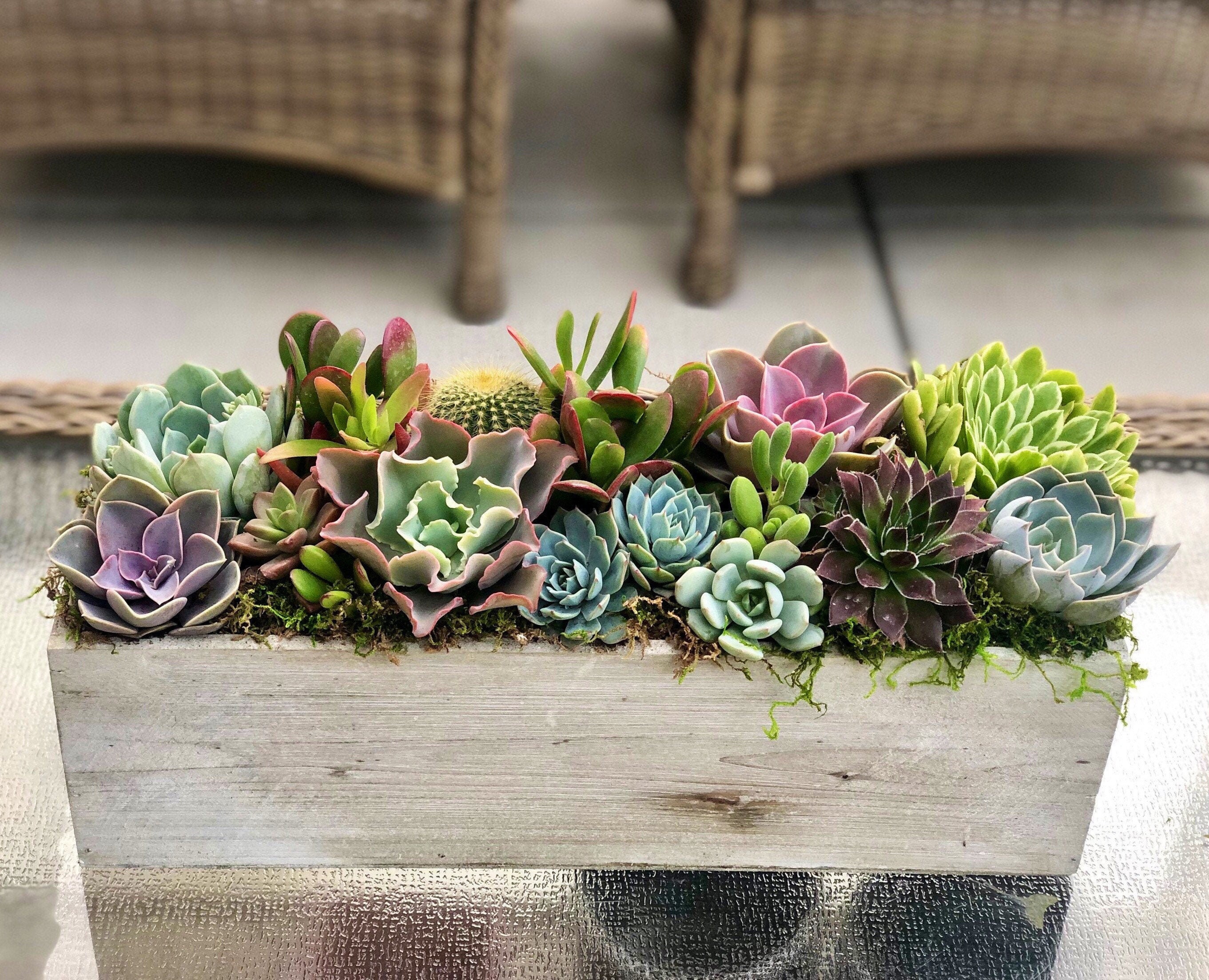 16” long live Succulent Arrangement in White washed wood