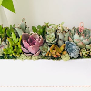 May include: A white rectangular planter filled with a variety of succulents, including green, pink, and blue varieties. The succulents are arranged in a row across the planter.