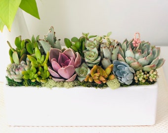 May include: A white rectangular planter filled with a variety of succulents, including green, pink, and blue varieties. The succulents are arranged in a row across the planter.
