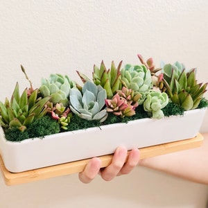 Modern Succulent Centerpiece: 11” Live Succulent Arrangement in Modern White Rectangle planter with Bamboo Saucer, Housewarming gift