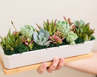 Modern Succulent Centerpiece: 11” Live Succulent Arrangement in Modern White Rectangle planter with Bamboo Saucer, Housewarming gift