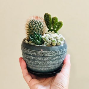 May include: A small, round, gray ceramic pot with a variety of cacti and succulents. The pot has a textured, striped design. The cacti include a spiky, round cactus, a small, green, bunny-ear cactus, and a small, green, patterned succulent.