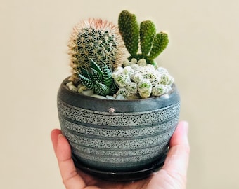 Live cactus arrangement in ceramic glazed blue planter with attached saucer, Birthday Gift, Thank you gift, gift for dad, apartment decor