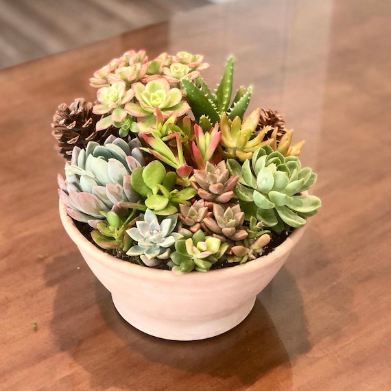 Live Succulent Arrangement: 8" Terra-cotta Bowl Planter, Rustic Garden Gift
