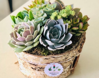 6.5” Colorful Live Succulent Arrangement in rustic birch wrap planter, Thank you Gift, Birthday, farmhouse , rustic home decor