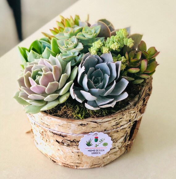Handcrafted Mason Jar Succulent Planter