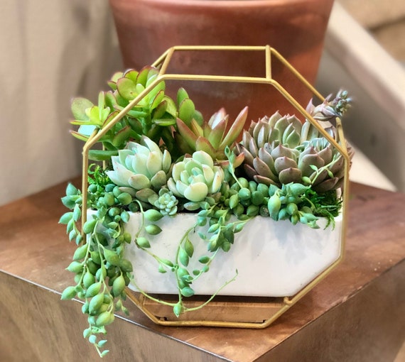 Live Succulent Arrangement: White Ceramic Wall Planter on Gold Stand, Hanging  Planter - Etsy