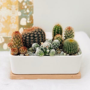 LIVE Cactus Arrangement Garden in White Modern Rectangle planter with Bamboo Saucer, Cactus gift, gift for dad image 3