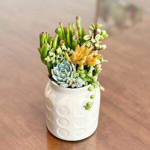 Colorful Succulent Arrangement: Live Succulents in Ceramic Jar