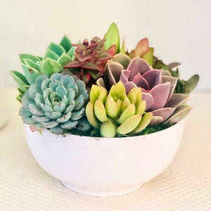Colorful Live Succulent Arrangement: White Ceramic Bowl Planter