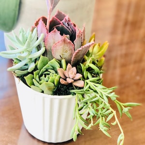 Live succulent arrangement in White vertical line planter, modern arrangement gift, Birthday gift, apartment decor, modern simple  planter