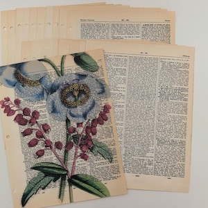 Könnte beinhalten: Ein Stapel alter Wörterbuchseiten mit einer botanischen Illustration einer großen blauen Blume mit gelber Mitte und einer Ansammlung kleiner violetter Beeren an grünen Stielen. Der Text ist in schwarzer Tinte auf cremefarbenem Papier gedruckt.