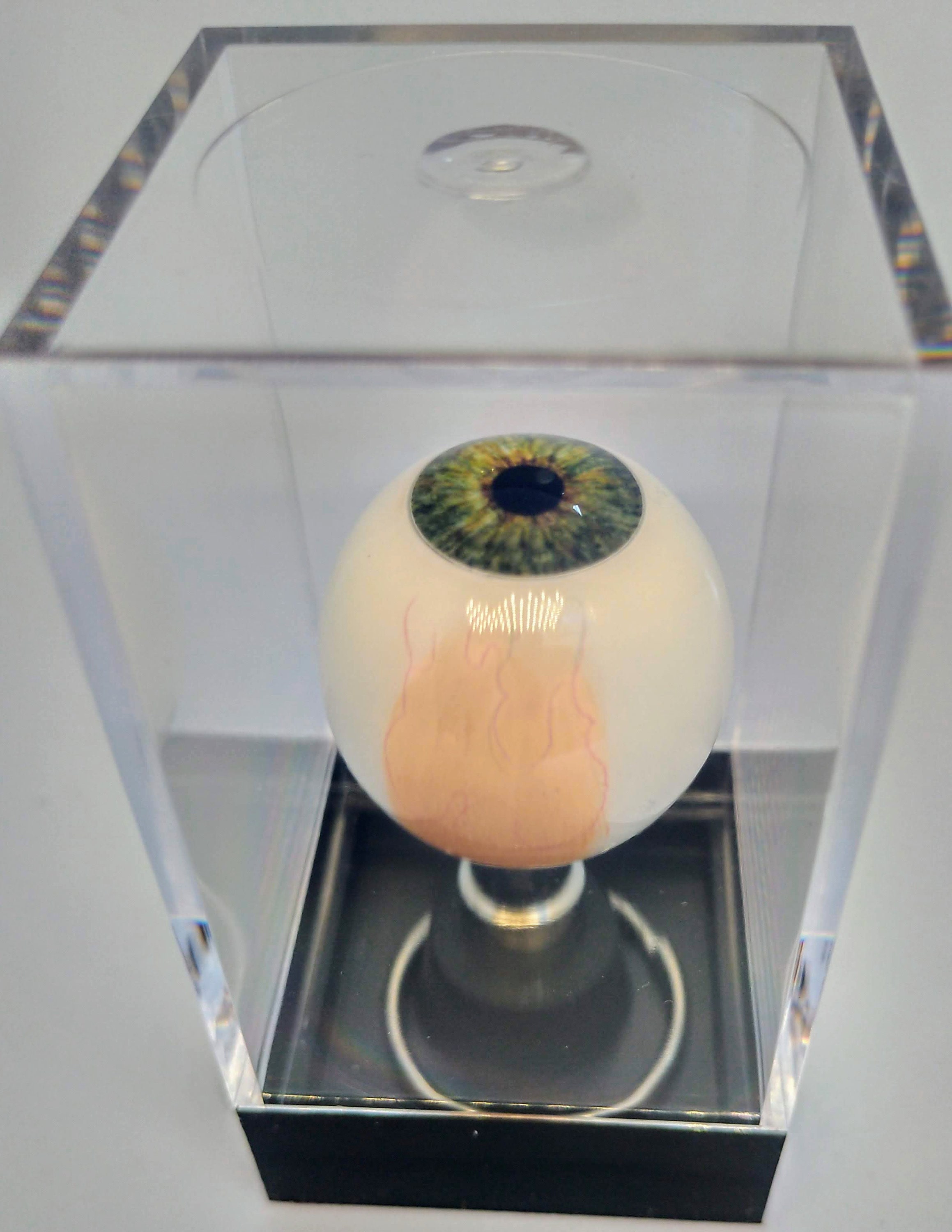 Hand blown prosthetic glass eyes 1900 - Antique Collectible