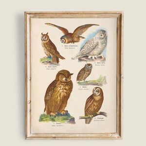 May include: A framed vintage print featuring detailed illustrations of various owl species. The artwork showcases owls in different poses, with a color palette of browns, tans, and whites. The print is encased in a distressed, light-brown wooden frame.