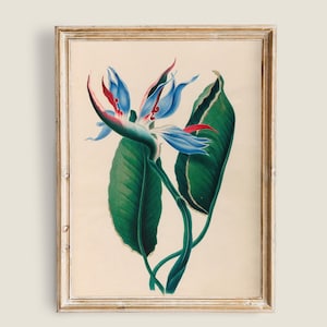 Puede incluir: Impresión botánica enmarcada de una flor azul y roja con grandes hojas verdes. La obra de arte está presentada en un marco de madera dorada. La flor tiene pétalos largos y delgados sobre un fondo crema.
