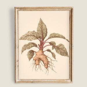 Op de afbeelding: Een vintage botanische illustratie van een bietenplant met grote groene bladeren en een dikke, roodbruine wortel.