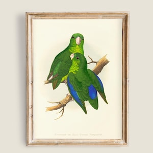 Puede incluir: Impresión vintage enmarcada con dos loros verdes con plumas azules en las alas, posados en una rama. El fondo es crema y el marco es marrón claro. El estilo es clásico y botánico.