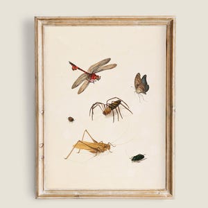 May include: A framed print with detailed illustrations of insects. The artwork depicts a red dragonfly, a brown spider, a butterfly, a grasshopper, a beetle, and a small green insect, set against a cream background. The frame is a light wood color.