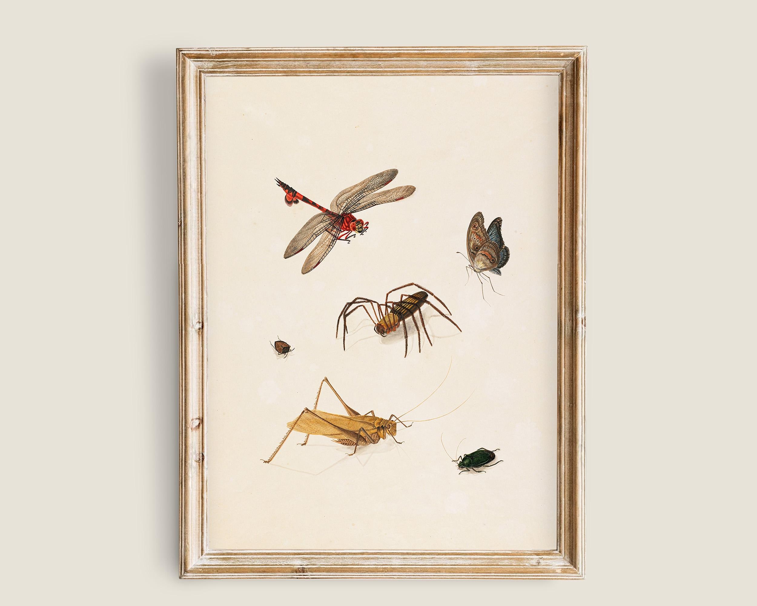 Vintage Insect Illustration Plate, Dragonfly Butterfly Spider, Antique ...