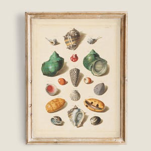 Puede incluir: Una impresión enmarcada que presenta una colección de conchas marinas de diversas formas y colores. Las conchas están dispuestas sobre un fondo crema, con una estética vintage. El marco es de madera clara envejecida.