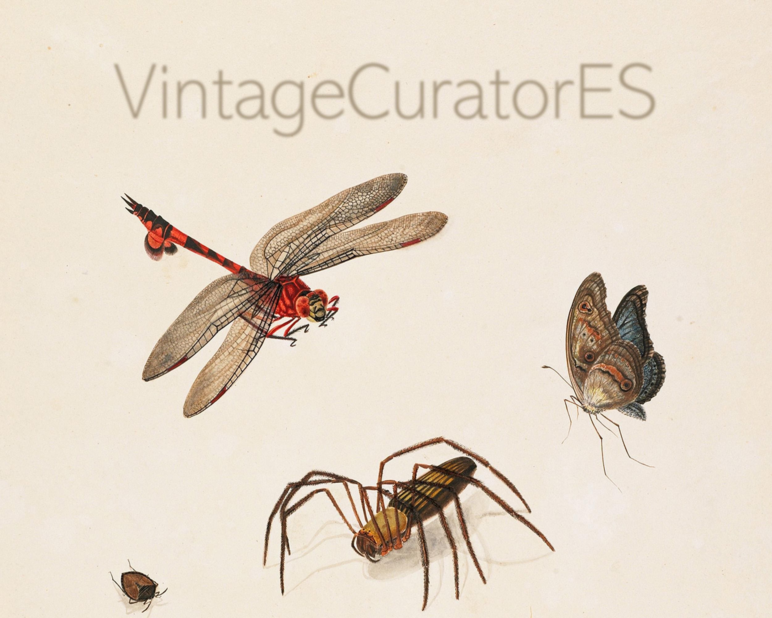 Vintage Insect Illustration Plate, Dragonfly Butterfly Spider, Antique ...