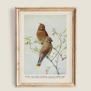 May include: Framed vintage print featuring two Cedar Waxwing birds perched on a branch with small red berries. The birds have brown and tan plumage. The print is in a gold-colored frame and includes text at the bottom: "DANDY THE CEDAR WAXWING, often called CHERRY BIRD."